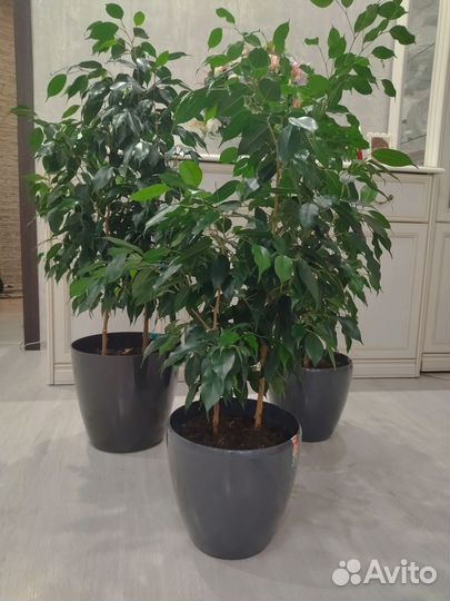 Фикус бенджамина 90-93-65 см