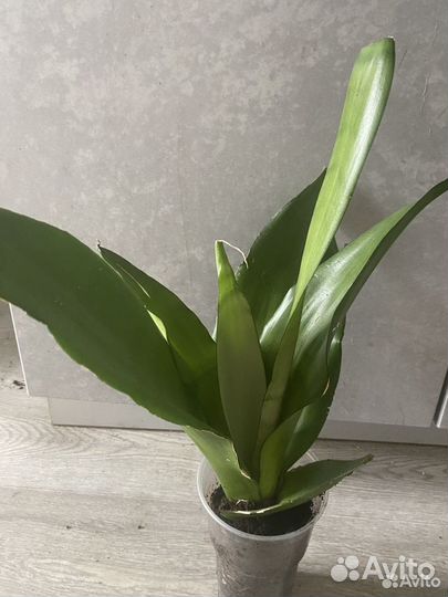 Сансевиерия сортовая