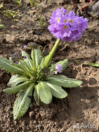 Мята ананасная и ментоловая, примула, медуница