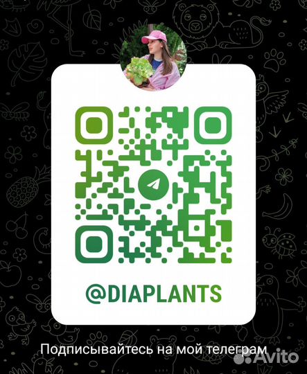 Литопсы, адромискусы, калатеи, хавортии, агавы