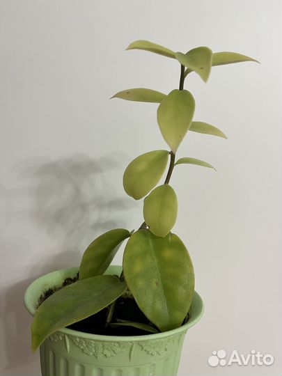 Цветок в горшке