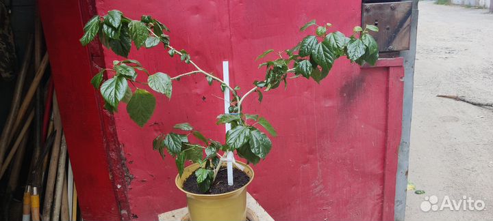 Китайская роза