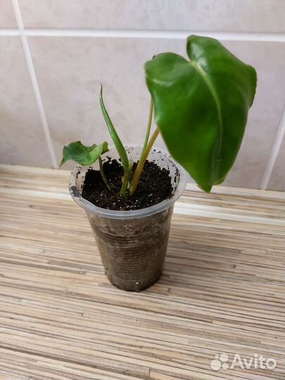 Филодендрон
