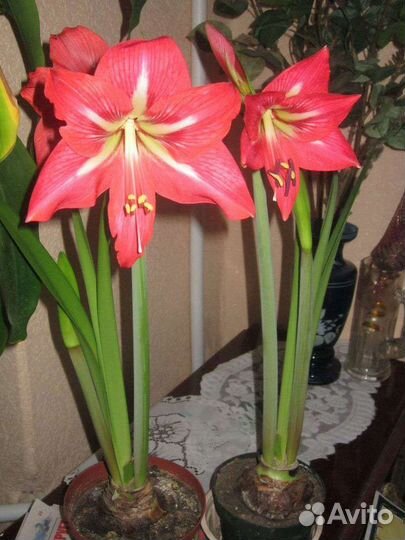 Гиппиаструм