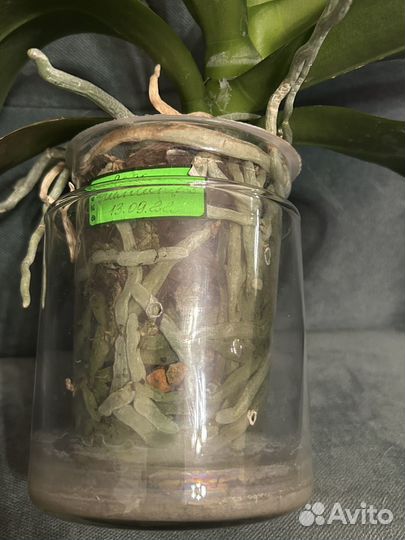 Орхидея фаленопсис