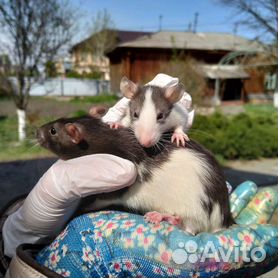 Фото по запросу Мода грызунов