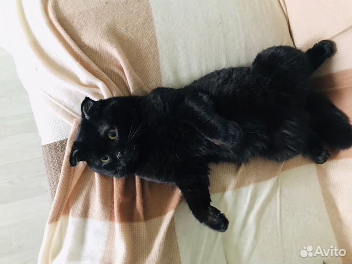 Котик