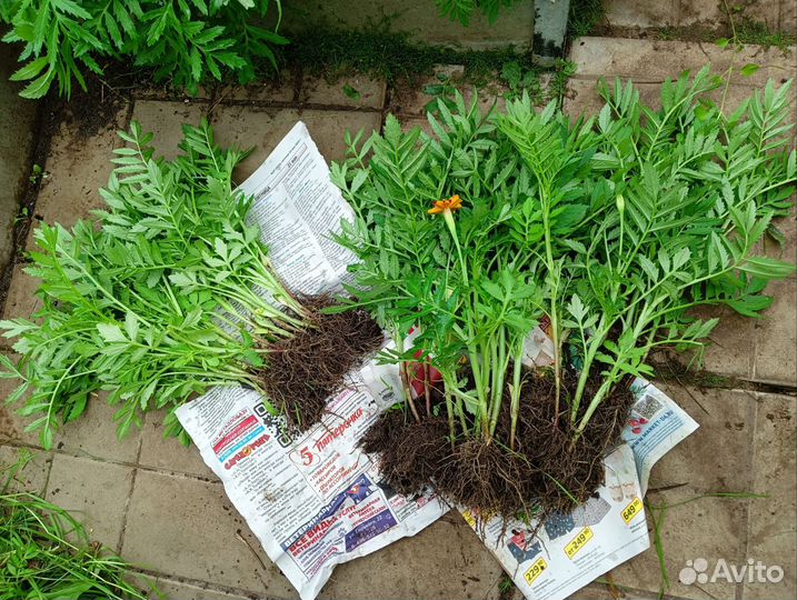 Рассада бархатцев