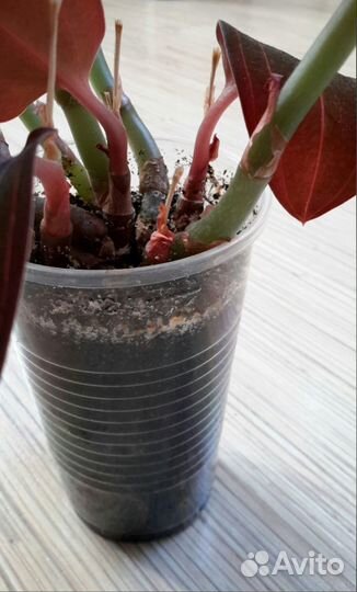 Лудизия Сингониум Spear Point Каллизия Элеганс