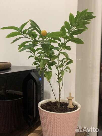 Паслен комнатный (соланум)