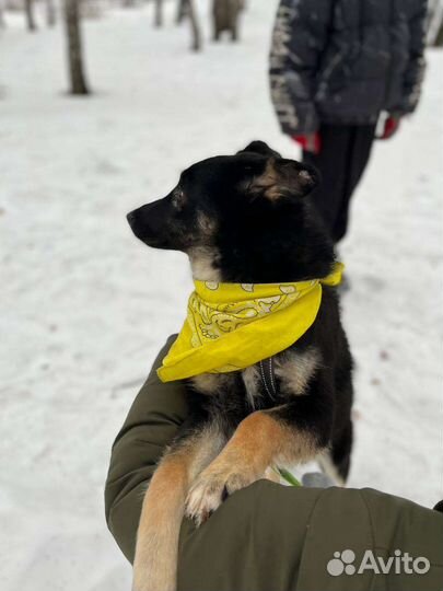 Собака в добрые руки