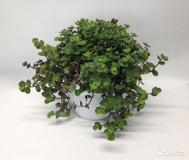 Каллизия ползучая