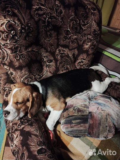 Щенок бигль