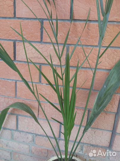 Пальма финиковая