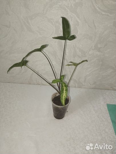 Сингониум а Ангустатум