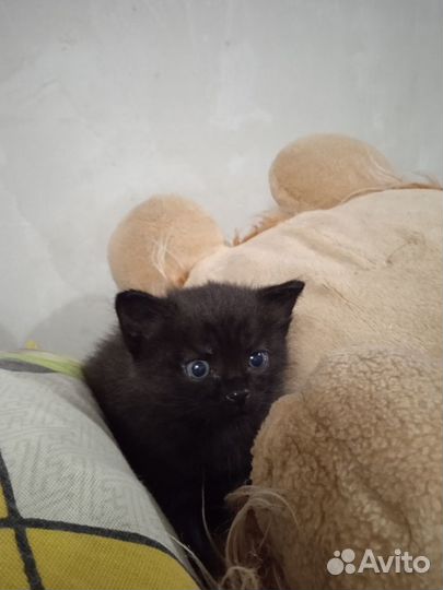 Отдам котенка (кот)