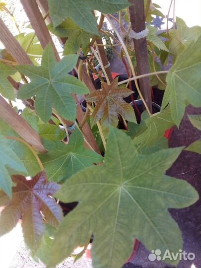 Продам Бронзовую клещевину