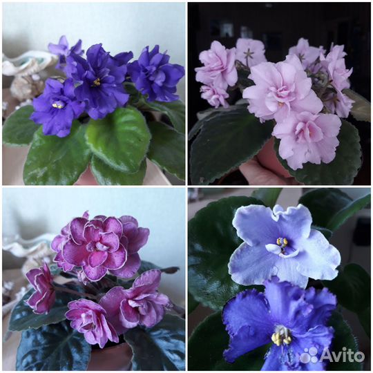 Фиалка. Глоксиния