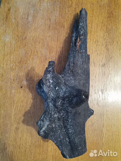 Коряга мангрового дерева