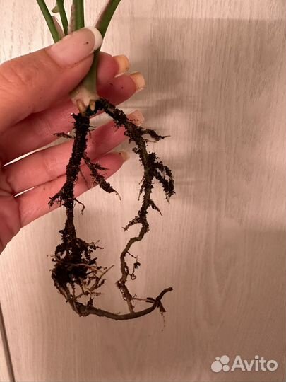 Сингониум Розовая икра