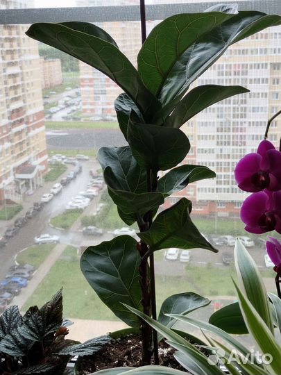 Фикус лирата бамбино