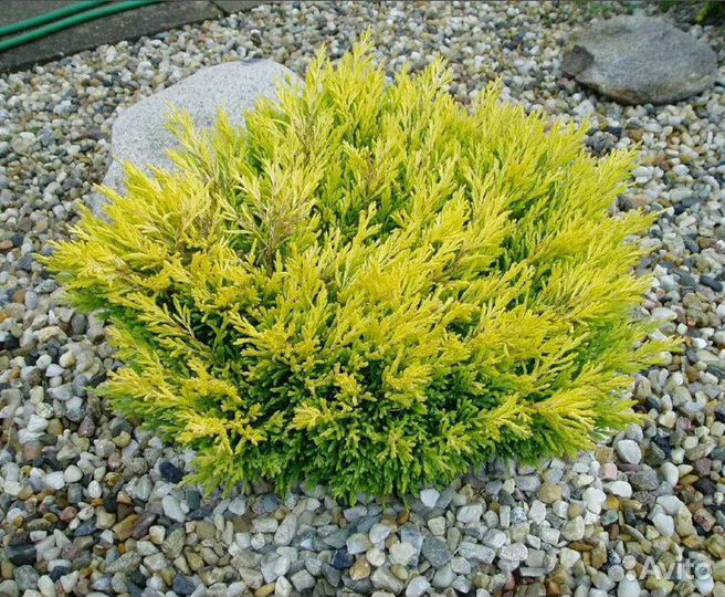 Можжевельник горизонтальный