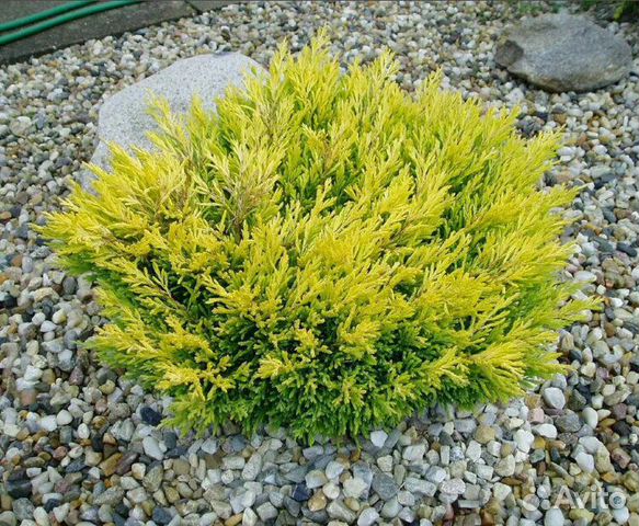 Можжевельник горизонтальный