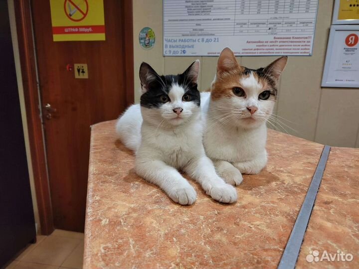 Кошечки в добрые руки