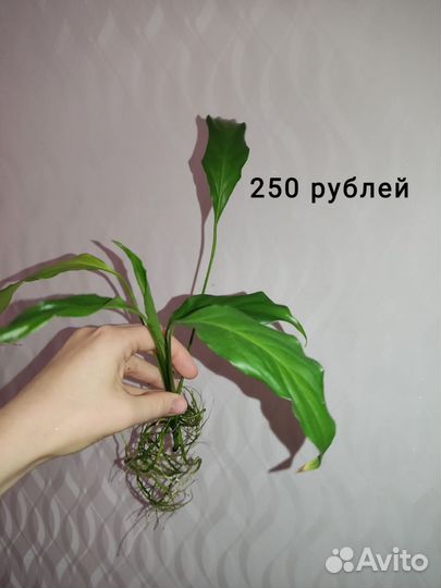 Спатифиллум