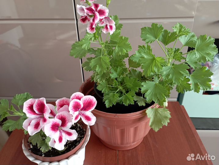 Пеларгония герань