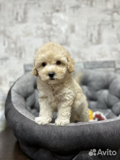 Мальтипу f1 девочка скор