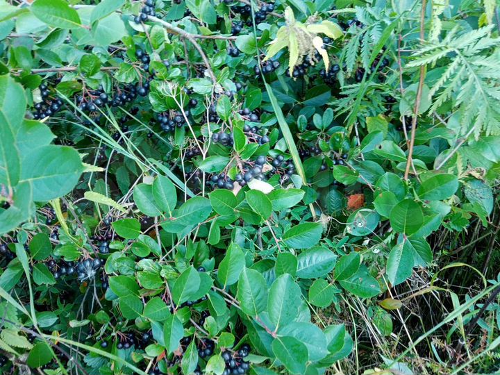 Участок 45 сот. (ИЖС)