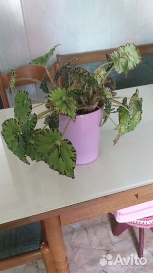 Комнатные цветы