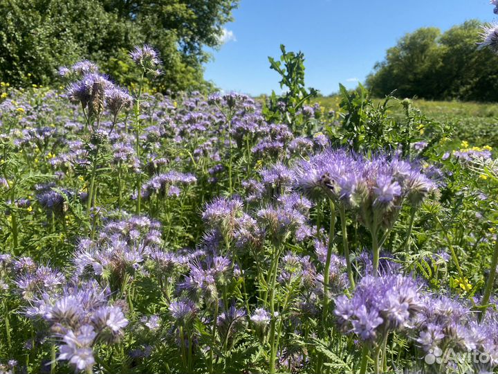 Мед Мёд.Разнотравье. 2023