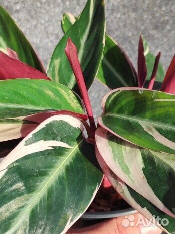 Строманта триколор