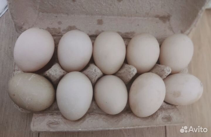 Яйцо индоутки инкубационное