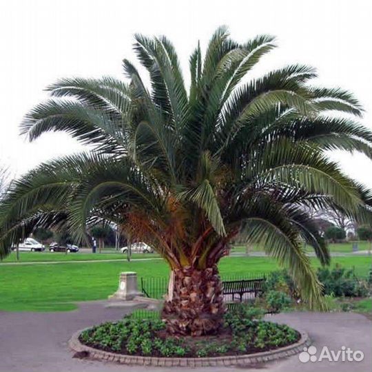 Саженцы Пальмы Финик Канарский