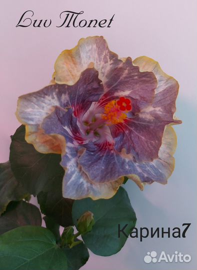 Гибискус Luv Monet