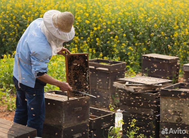 2024 Мед натуральный алтайский оптом