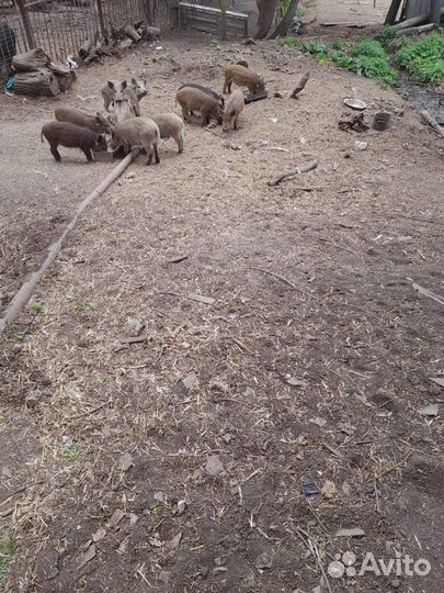 Дикий кабан