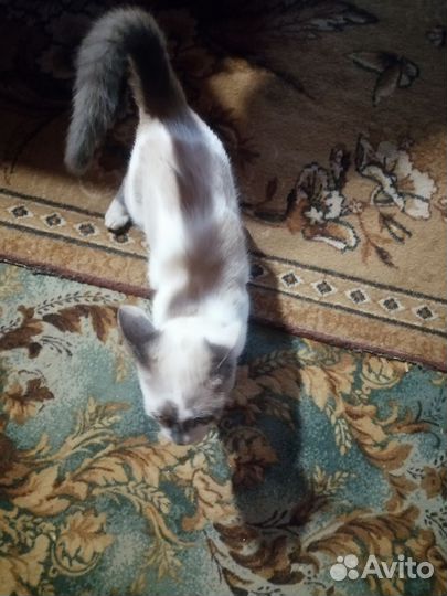 Отдам в добрые руки