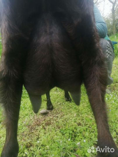 Нубийские козы