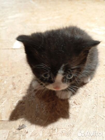 Котенок девочка бесплатно