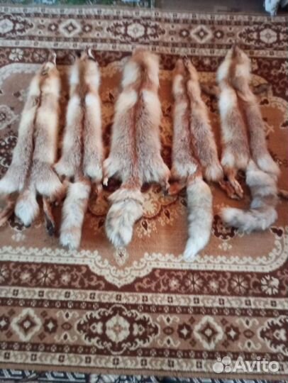 Шкуры лисы