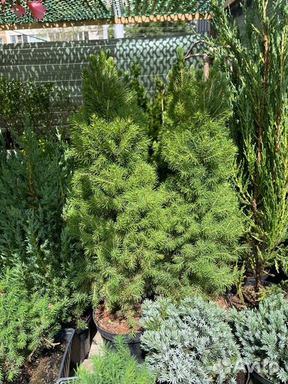 Ель канадская сорт коника
