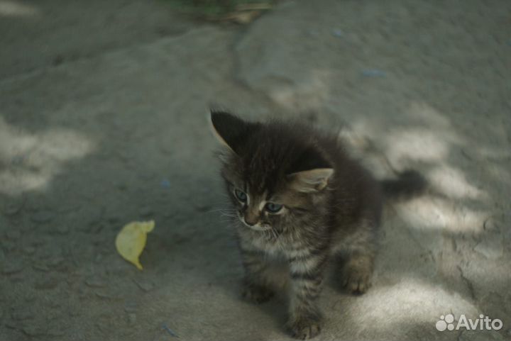 Котята отдам бесплатно