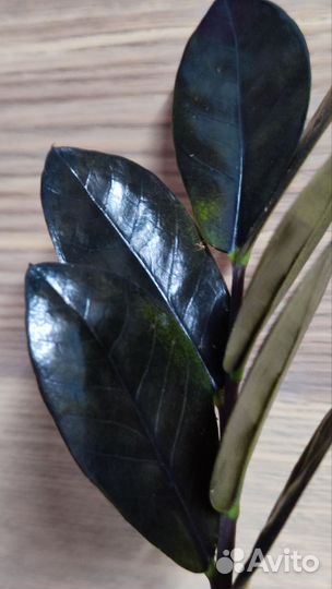 Замиокулькас