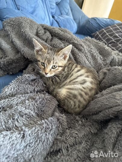 Отдам в добрые руки