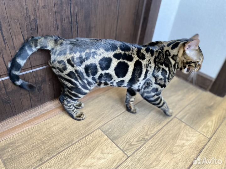 Бенгальский кот вязка