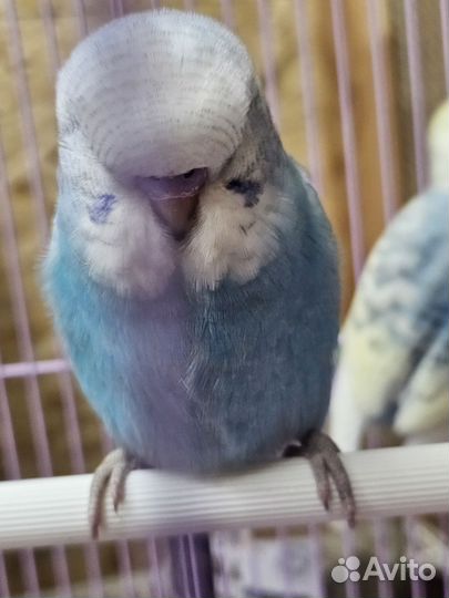 Выстовочные волнистые попугаи чехи.Ввп